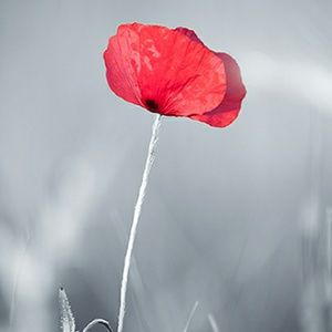 Meet your Posher, Nia